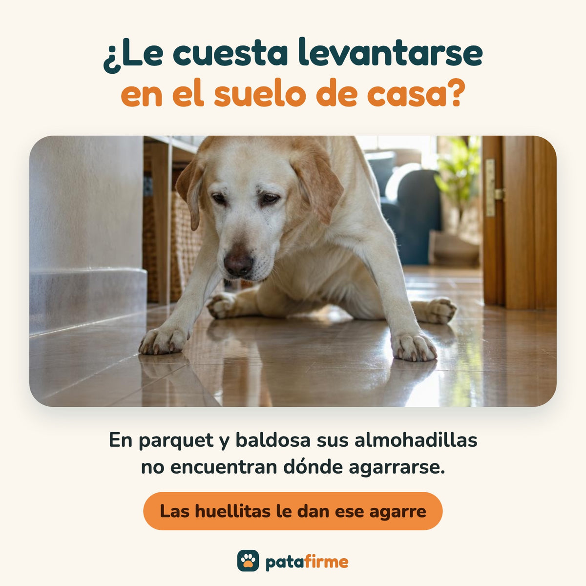 Perro mayor al que le cuesta levantarse en el suelo de casa