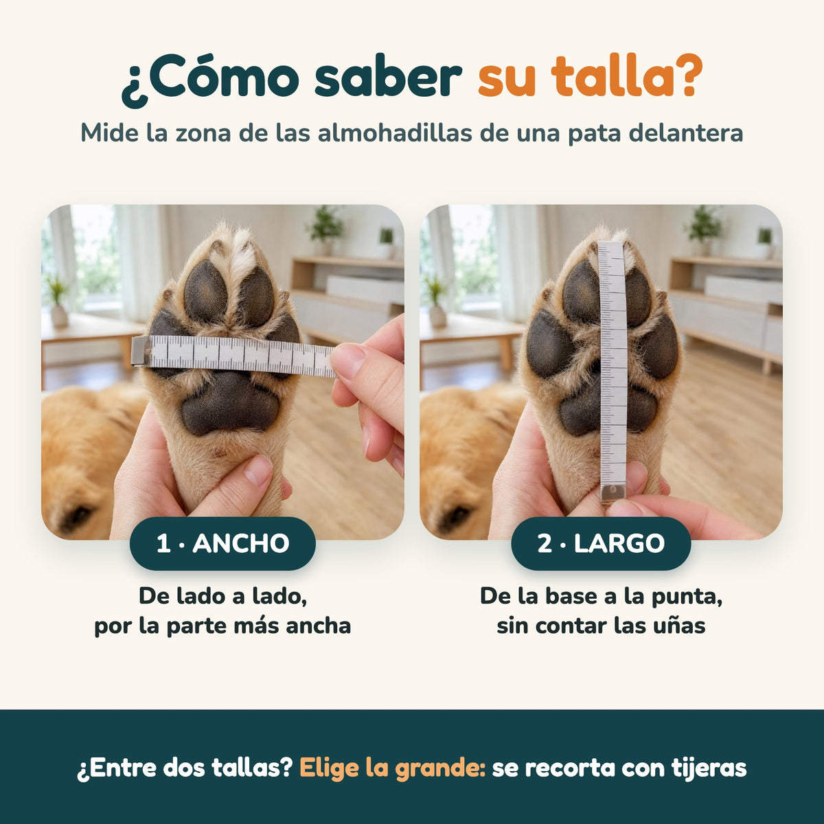 Cómo medir la pata del perro: ancho y largo de las almohadillas